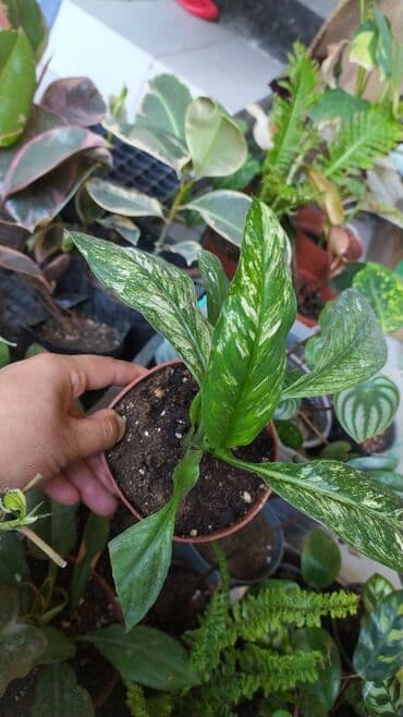 декорации для аквариума: Фикус, бугенвелии, аглаонемы, калатеи, Сансивьера, диффенбахия — 6