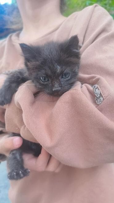 каракол кошка: Отдам 1 мец котят в хорошие и добрые руки — 8
