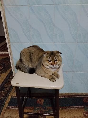 котята простые: Шотландские кошки (скоттиш-фолд и скоттиш-страйт) - Порода — 3