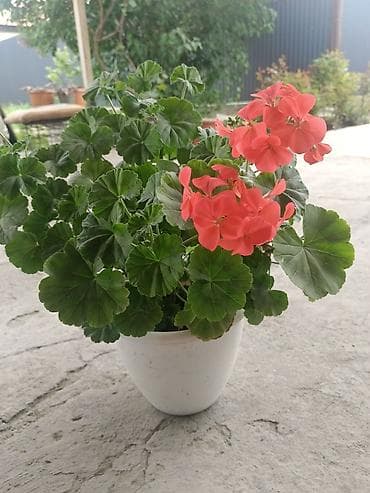 купить гибискус комнатный: Пеларгония зональная (герань) в горшке - Компактный — 2
