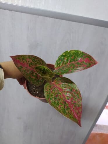 растения аквариумные купить: Другие комнатные растения — 5