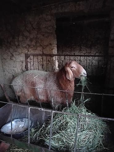 сибирская дымчатая кошка: Продаю | Баран (самец) | Арашан — 4