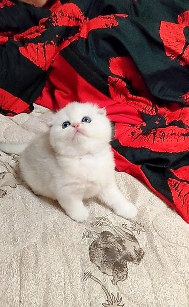 Продаётся только в разведение!!! С документами. Чистокровный — 7