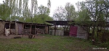 купить сорокатонник: Участок сатылат 35сотых 2ком времянкасы менен баня Жана мал бакканга — 2
