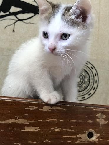 отдам котенка рэгдолл: Котята — домашние любимцы😻 - Породы/тип: Вислоушкидомашние — 5