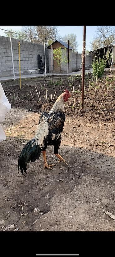 инкубатор курицы: Продаю | Куры, Петух, Цыплята | Бойцовая | Для разведения — 3