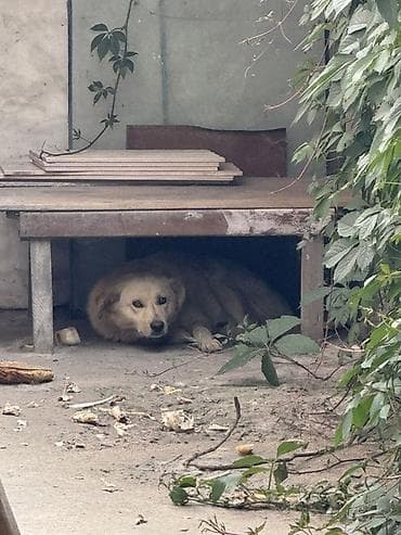вольер для собаки: Отдам даром Собаку домашняя — 1