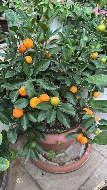 банановое дерево комнатное купить: Комнатный цитрус в горшке — кумкват/карликовый мандарин с плодами. - — 1