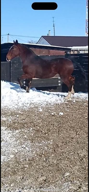 Лошади, кони: Продаю | Жеребец | Для разведения | Племенные — 5