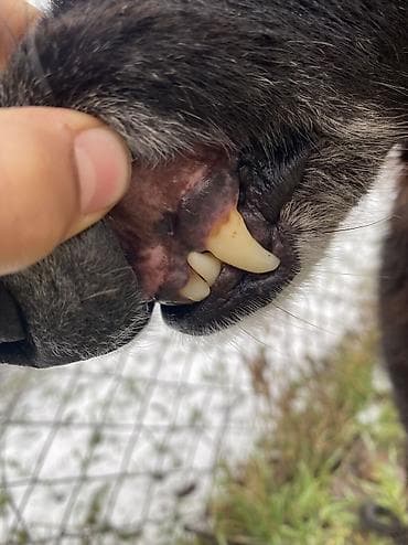 купить щенка ротвейлера: Тайган 1,5 год охотничий выходил на охоту готовая собака срочно деньги — 6