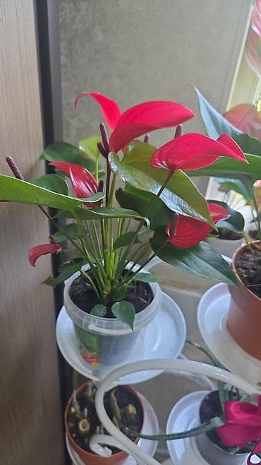 костюм огурца: Суккуленты и композиции из кактусов в керамических кашпо Описание: - — 10