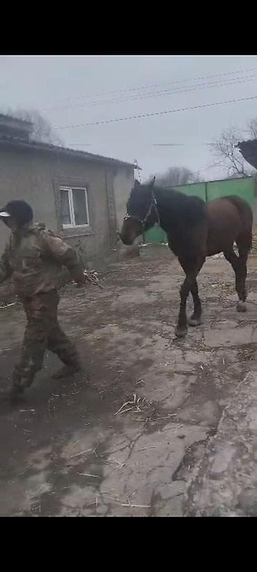 зеркало бу купить: Другие удобства для дома и сада, Бесплатная доставка — 1