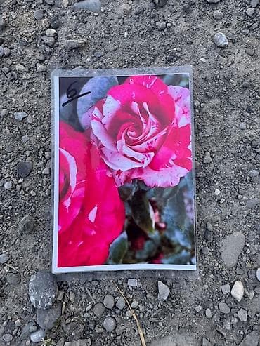 роза в горшке: Саженцы Самовывоз, Платная доставка — 8