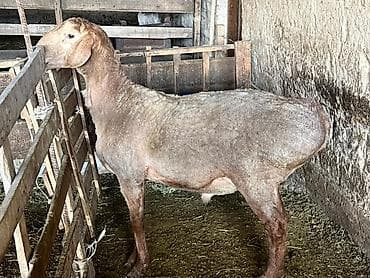 Продаю | Баран (самец) | Для разведения