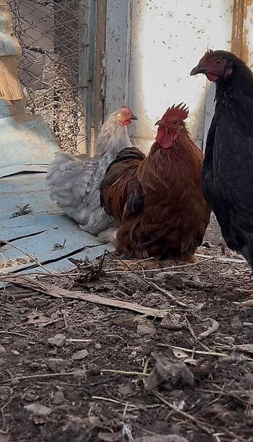 кролики колифорния: Продаю / куры / петухи / для разведения / Порода декоративных — 2