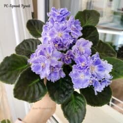 тоголок молдо исанова: 🌱🌺🌱 Продаю сортовые ДЕТКИ стандартных фиалок🌱🌺🌱. Цены от 80-150 сом — 20