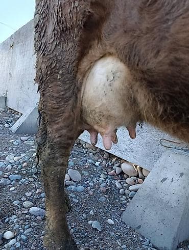 даильный апарат: Продаю | Корова (самка) | Симментальская | Для молока | Привязанные — 2