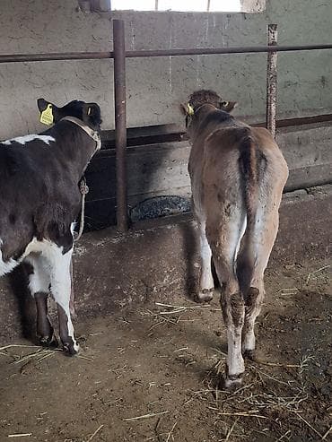 корова тёлка: Продаю | Музоо, торпок — 5