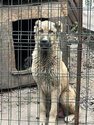 собакам: Щенки от крупных сторожевых собак (алабай) — 3