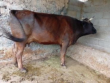 продаю пони: Продаю | Корова (самка) | Для молока | Привязанные — 2
