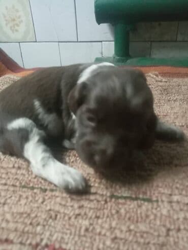 Аквариумы: Спаниель, 1 месяц, Самец — 5