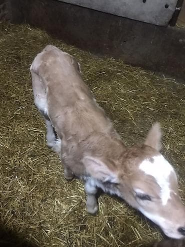 чешские козы: Продаю | Тёлка | Симментальская | Для молока, Для разведения — 2