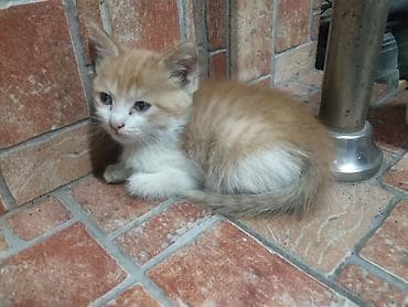 животные кошка: Котята, домашние. в хорошие руки Описание: - Окрас: два рыже-белых — 4