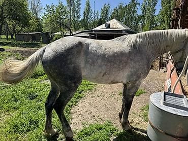 рабочи ат: Продаю | Конь (самец) | Рабочий | Мерин — 6