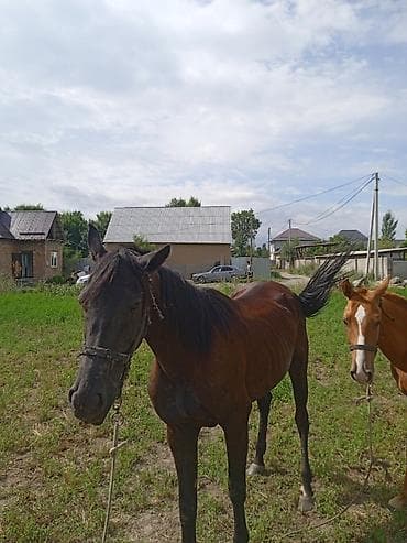 продажа собак бишкек: Продаю | Кобыла (самка) — 3