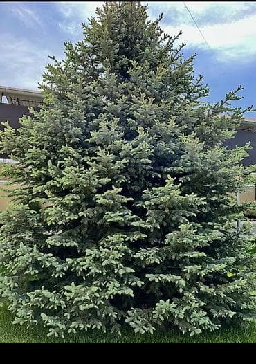 Ель голубая (Picea pungens, Blue Spruce) для озеленения участка. - at lalafo.kg Ель голубая (Picea pungens, Blue Spruce) для озеленения участка. -