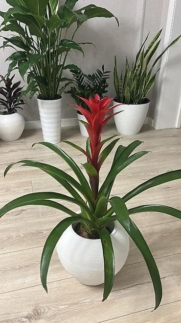 светы: Гузмания (Guzmania) с ярким красно-алым соцветием в горшке. - — 3