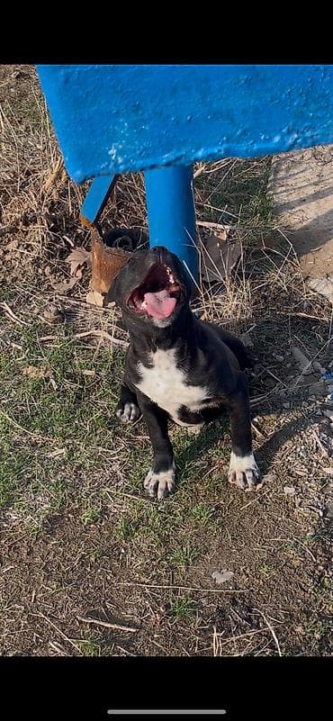 Бойцовский родуха всё есть Щенок сучка средних размеров с короткой