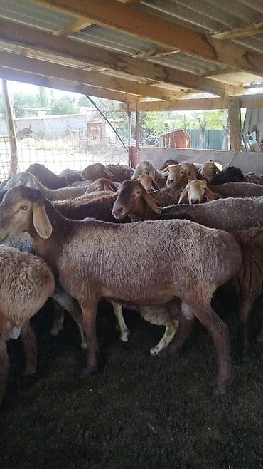 бука алам: Продаю | Овца (самка) | Для разведения — 2