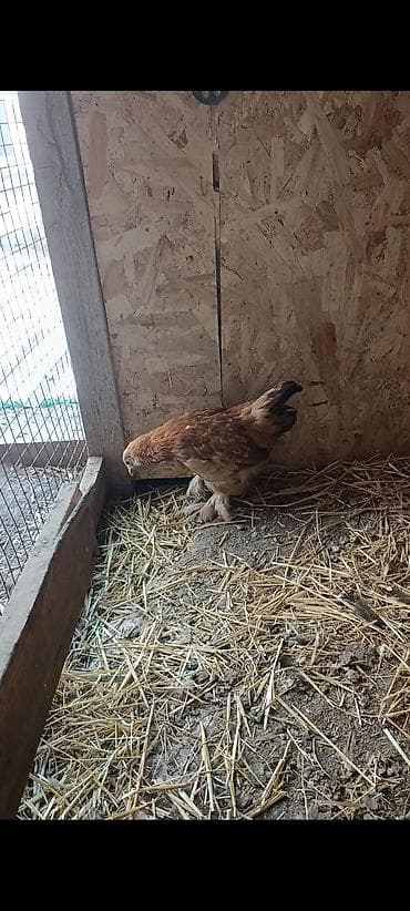 мал алам: Продаю | Куры | Для разведения — 4