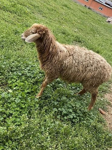 кролик цена: Продаю | Овца (самка) | Для разведения | Матка — 2