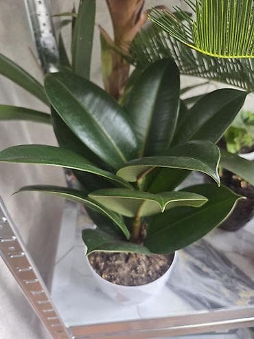 Комнатные растения в горшках: 1) Фикус (Ficus elastica