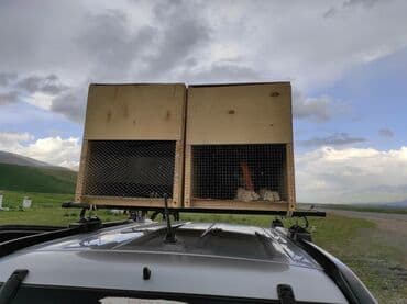 Кемирүүчүлөр: Продам контейнер для перевозки питомцев!!! Хотите поехать на отдых, а — 2