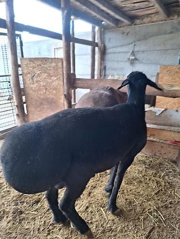 кошка мышык: Сатам | Кочкор (эркек) | Гиссар | Көбөйтүү үчүн | Асыл тукумдуу — 1