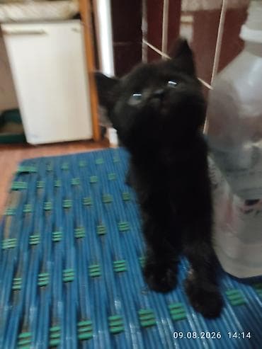 scottish fold: Черный КОТЁНОК 1, 5 МЕСЯЦ ОЧЕНЬ ЛАСКОВЫЙ ИГРИВЫЙ К ЛОТКУ ПРИУЧЕН — 7