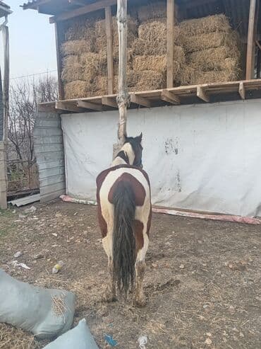 койлор сатылат: Сатам | Жылкы (эркек) | Жумушка | Мерин — 3