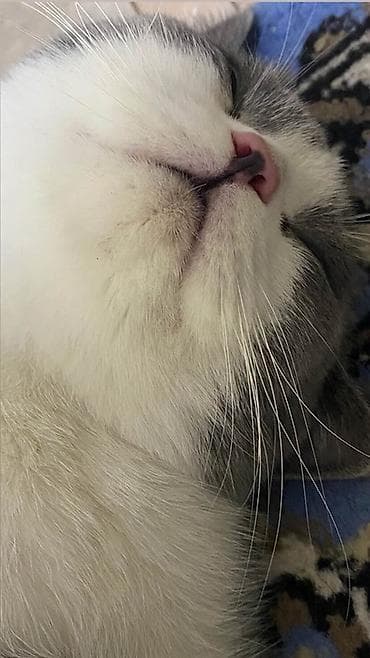 отдам животных в хорошие руки: Кот британского типа (шотландская/британская линия), окрас биколор — 3