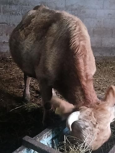 лошади самка: Продаю | Корова (самка) | Для разведения, Для молока | Стельные — 4