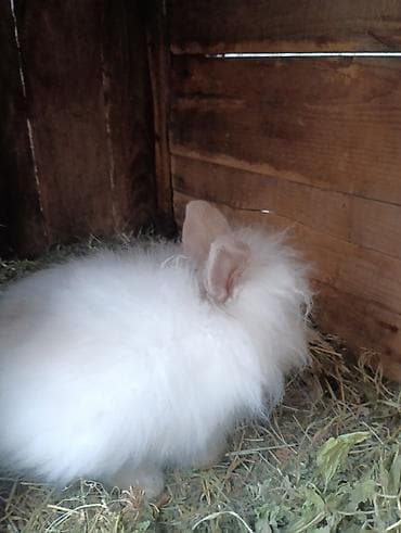 карлик: Продаю | Кролик самец | Декоративная, Карликовая | На забой, Для разведения | Племенные — 4