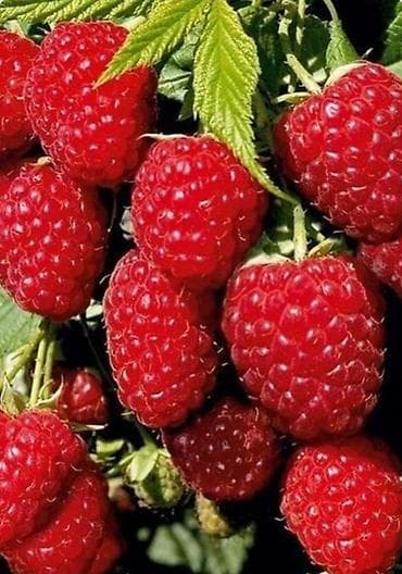 огурцы авелла: СРОЧНО.Малина кочот саттылат. ПОЛЬКА сортту таза .Июнь айынан ноябрдын — 1