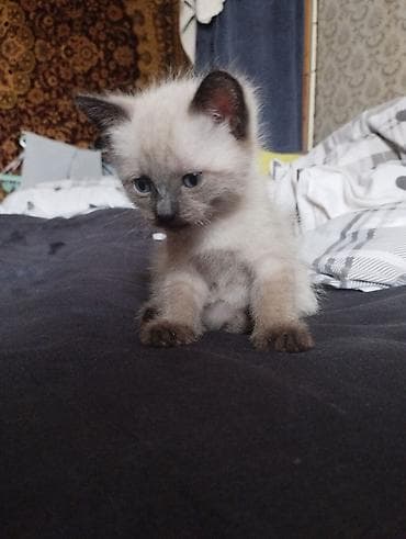 бенгальская домашняя кошка: Котята с колор-пойнт окраском (сиамский тип). Описание: - Малыши с — 1