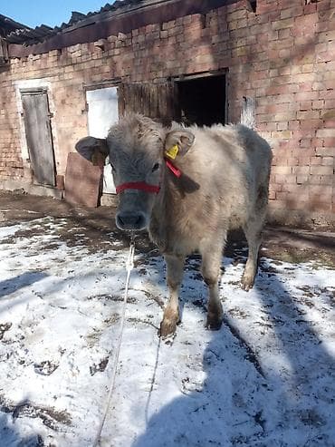 жеребец кроет кобыл: Продаю | Тёлка | Полукровка | На откорм | Привязанные — 10