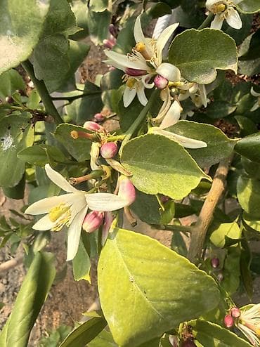 force 41421: Продаются саженцы Лимона 🍋 Описание: - Крепкие молодые растения с — 3