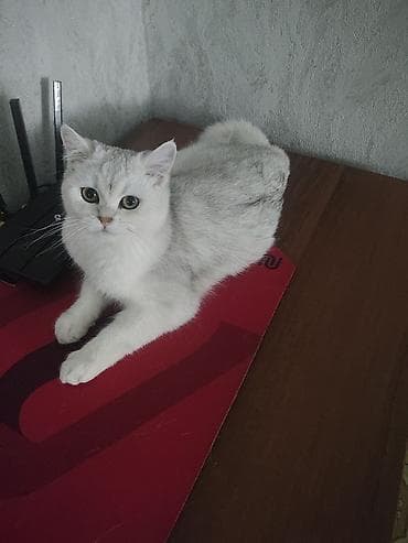 британец вязка: Продаю кошечку шотландская окрас серебристая шиншилла 7 месяцев к — 6