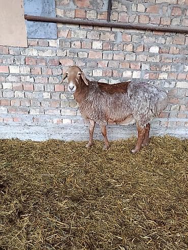 зоосалон грумира бишкек: Сатам | Козу | Арашан | Көбөйтүү үчүн | Ургаачы — 10