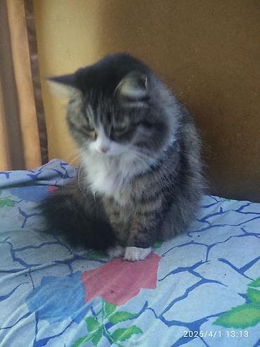 сухой корм для кошек: Отдаю молодую кошечку в хорошие руки. Кошечка стерилизована — 2